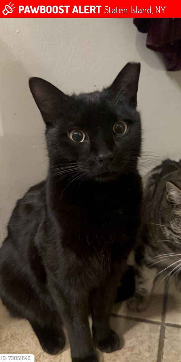 Lost Male Cat last seen Hamden Avenue Bedford Avenue Boundary Avenue , Staten Island, NY 10306