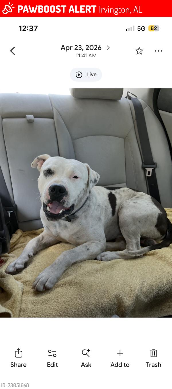 Lost Male Dog last seen Guinea pig, Irvington, AL 36544
