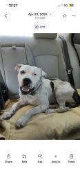 Lost Male Dog last seen Guinea pig, Irvington, AL 36544