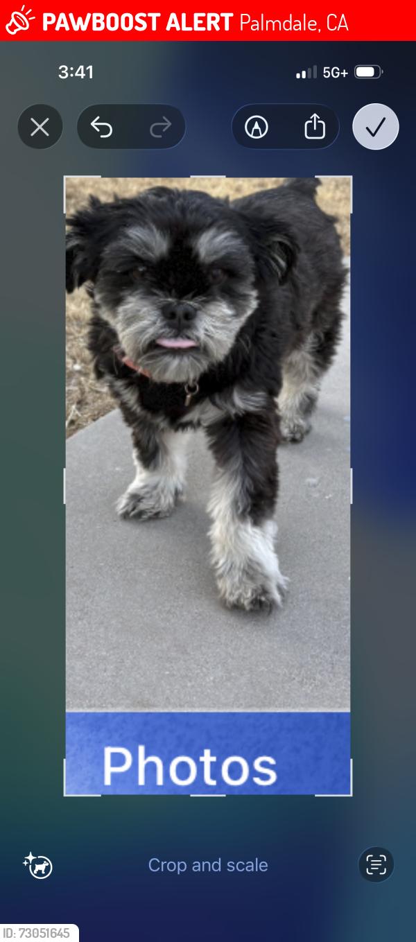 Lost Female Dog last seen Foxholm dr and Elizabeth lake rd, Palmdale, CA 93551