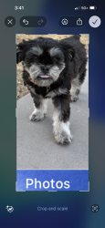 Lost Female Dog last seen Foxholm dr and Elizabeth lake rd, Palmdale, CA 93551