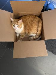 Reunited Male Cat last seen Ranleigh Ave and Ronan Ave, Toronto, ON M4N 2Y2