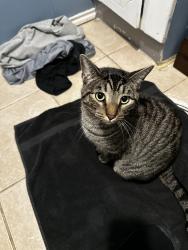 Lost Male Cat last seen Lusia Lane & Jeanes Lane, Alvarado, TX 76009