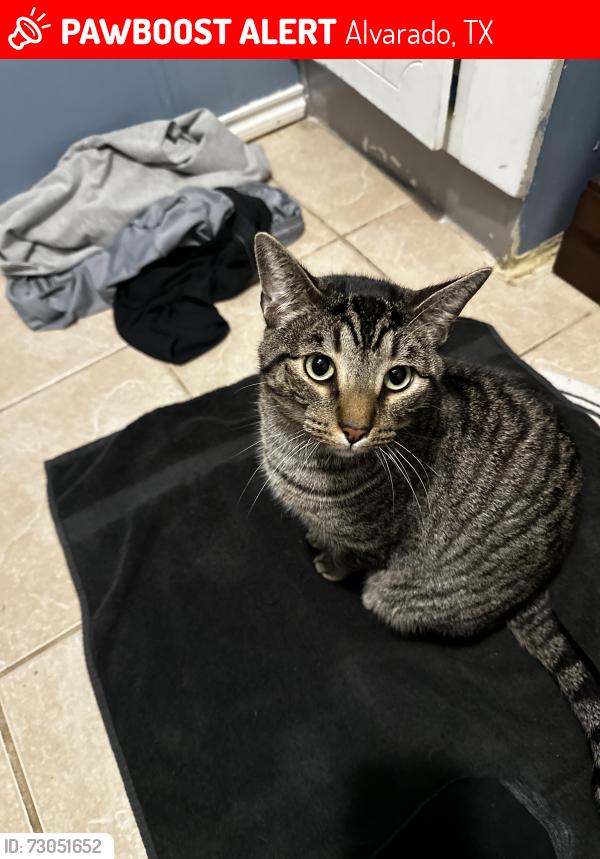 Lost Male Cat last seen Lusia Lane & Jeanes Lane, Alvarado, TX 76009