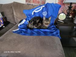 Reunited Male Cat last seen Sherwood, Belmont, Coeur d'Alene, ID 83815