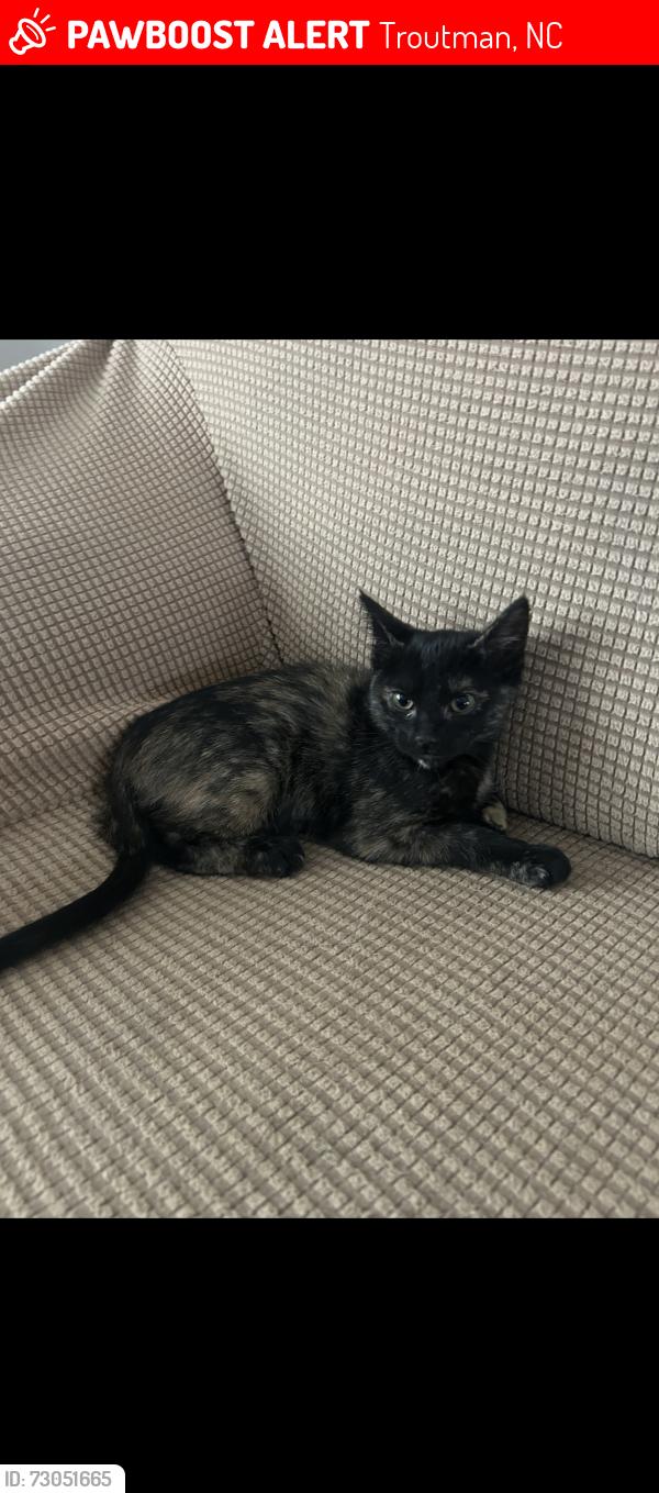 Lost Female Cat last seen Ty Lin Way, Troutman, NC 28115
