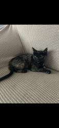 Lost Female Cat last seen Ty Lin Way, Troutman, NC 28115