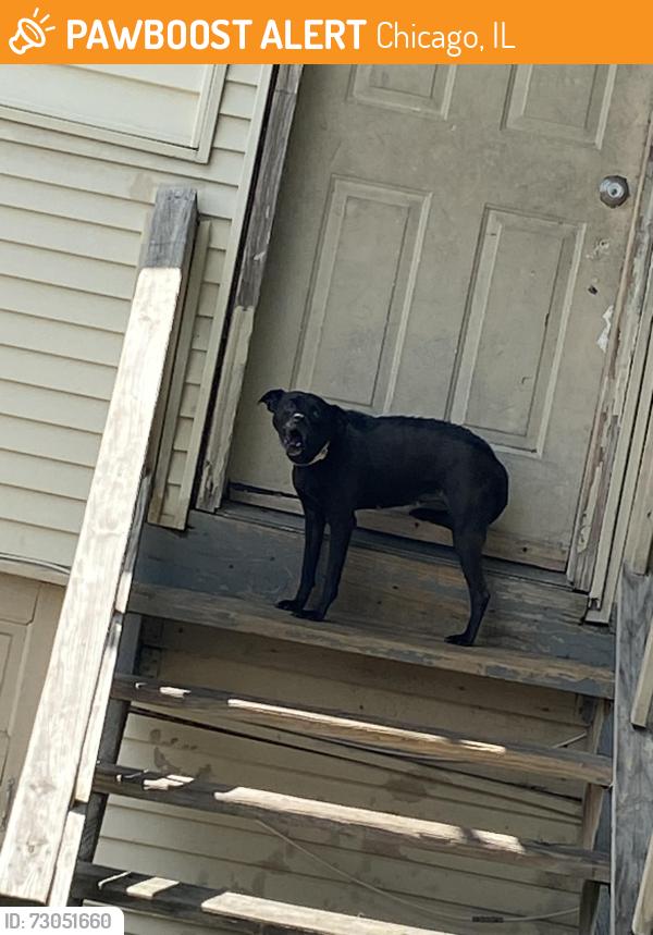 Found/Stray Female Dog last seen Cortland and Keystone in the alley, Chicago, IL 60639