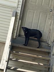 Found/Stray Female Dog last seen Cortland and Keystone in the alley, Chicago, IL 60639