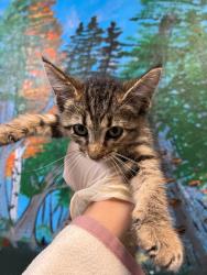 Shelter Stray Female Cat last seen Bexar County, 3353 Morningside Dr, New Braunfels, TX 78132, USA