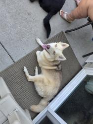 Found/Stray Female Dog last seen Close to apts, Coeur d'Alene, ID 83814