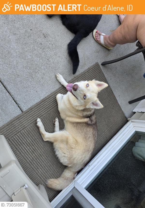 Found/Stray Female Dog last seen Close to apts, Coeur d'Alene, ID 83814