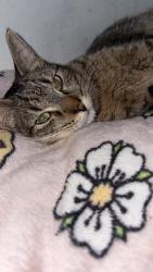 Reunited Male Cat last seen 62nd and Quebec , Commerce City, CO 80022