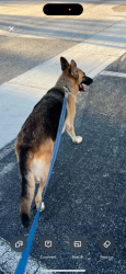 Lost Female Dog last seen Near west daffodil lane , Miramar, FL 33025