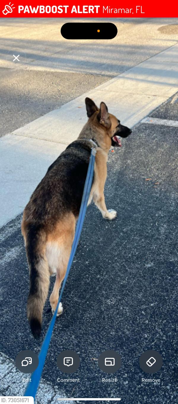Lost Female Dog last seen Near west daffodil lane , Miramar, FL 33025