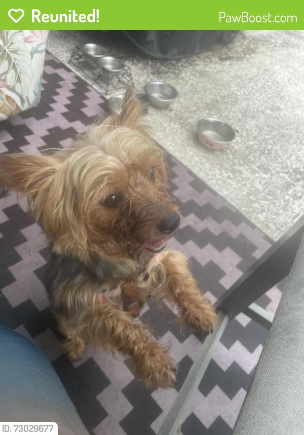 Reunited Male Dog last seen Spring Hill Dr, Spring Hill, FL 34608