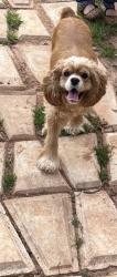 Lost Female Dog last seen Moores chapel, Charlotte, NC 28214