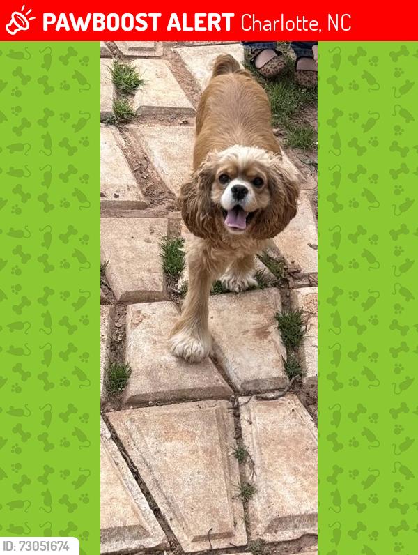 Lost Female Dog last seen Moores chapel, Charlotte, NC 28214