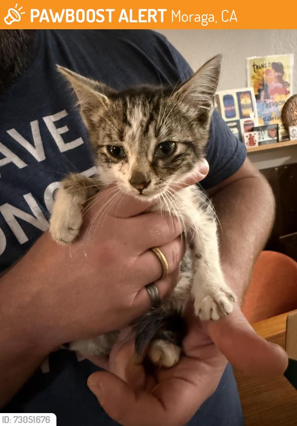 Found/Stray Unknown Cat last seen Moraga Rd, near 7-11, Moraga, CA 94556