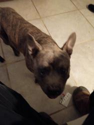 Lost Male Dog last seen Albany and 20th, Delano, CA 93215
