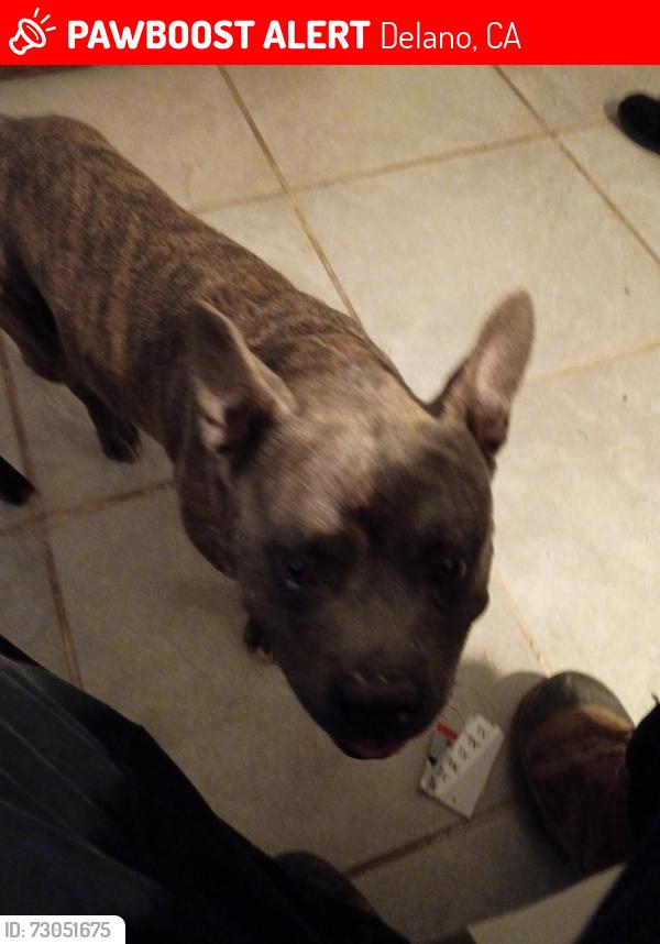Lost Male Dog last seen Albany and 20th, Delano, CA 93215