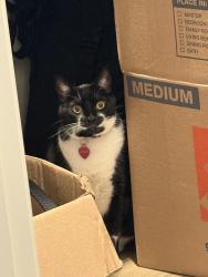 Lost Female Cat last seen Glenridge rd, Escondido, CA 92027