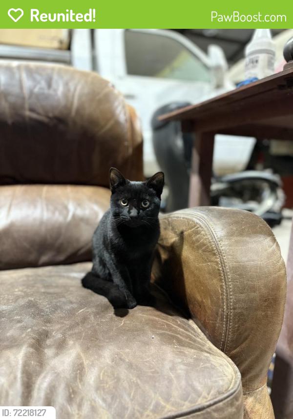 Reunited Female Cat last seen Near N Ben Maddox Way, Visalia, CA 93292, USA, Visalia, CA 93292