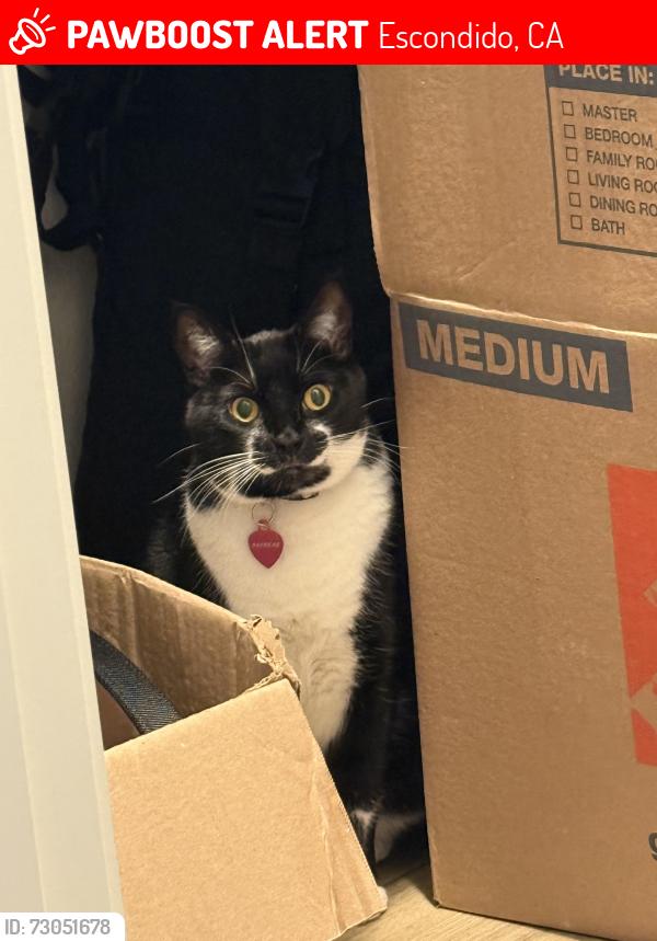 Lost Female Cat last seen Glenridge rd, Escondido, CA 92027