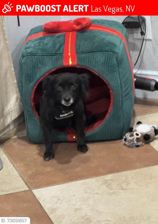 Lost Female Dog last seen Stewart Ave and Marion Dr, Las Vegas, NV 89110