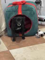 Lost Female Dog last seen Stewart Ave and Marion Dr, Las Vegas, NV 89110