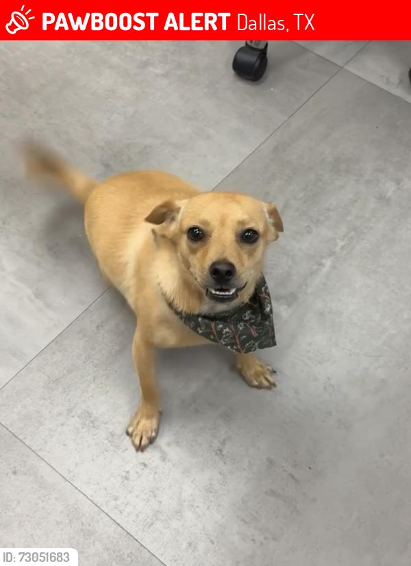 Lost Male Dog last seen Near leaning oaks and morgan, Dallas, TX 75241