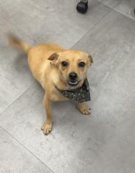 Lost Male Dog last seen Near leaning oaks and morgan, Dallas, TX 75241
