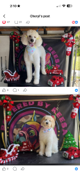 Reunited Female Dog last seen NE 212th Street, miami, Florida , Miami Gardens, FL 33169