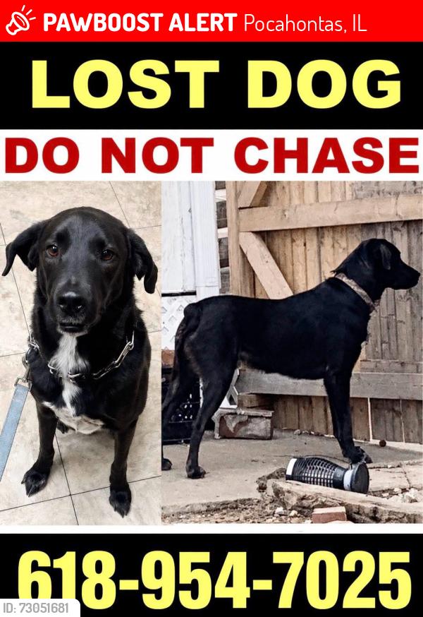 Lost Male Dog last seen Nubys, Pocahontas, IL 62275