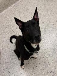Shelter Stray Male Dog last seen 112TH & WASHINGTON, 12155 Park Blvd, Brighton, CO 80601, USA