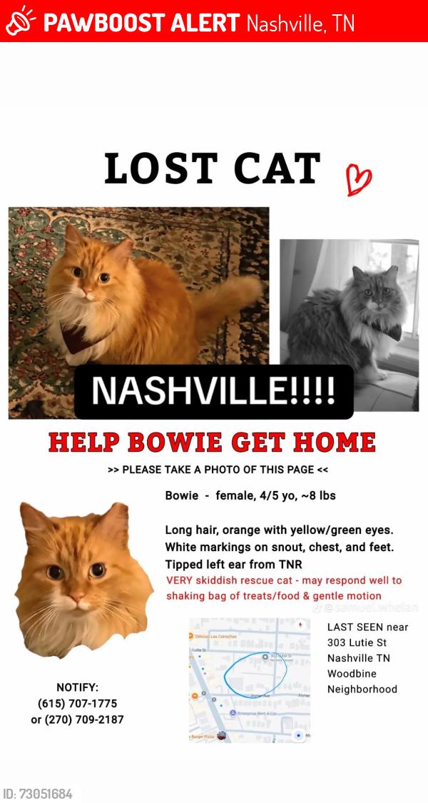 Lost Female Cat last seen Back alley behind Lutie St. and Joyner St. in woodbine neighborhood , Nashville, TN 37210