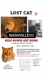 Lost Female Cat last seen Back alley behind Lutie St. and Joyner St. in woodbine neighborhood , Nashville, TN 37210