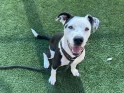 Shelter Stray Female Dog last seen , 3201 Lacy St, Los Angeles, CA 90031, USA