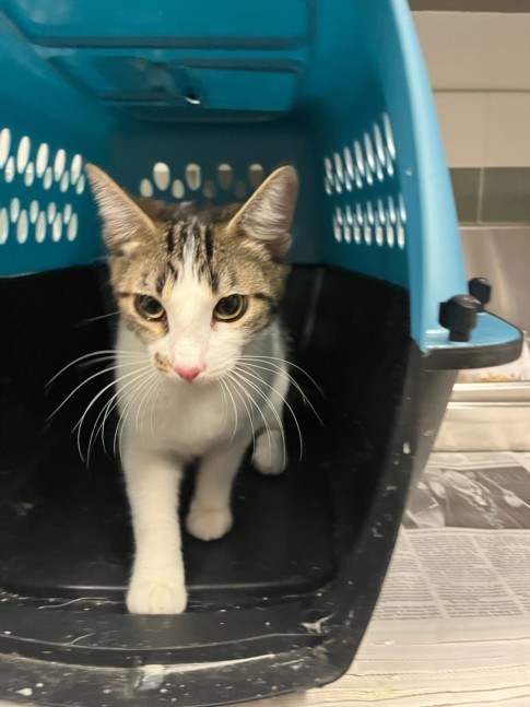 Shelter Stray Female Cat last seen , 14409 Vanowen St, Van Nuys, CA 91405, USA