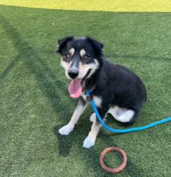 Shelter Stray Female Dog last seen , 3201 Lacy St, Los Angeles, CA 90031, USA