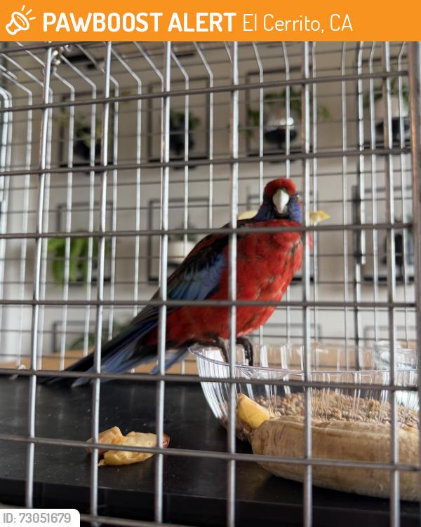 Found/Stray Unknown Bird last seen Terrace Dr / Contra Costa Dr, El Cerrito, CA 94530