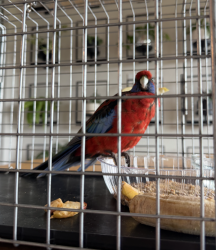 Found/Stray Unknown Bird last seen Terrace Dr / Contra Costa Dr, El Cerrito, CA 94530