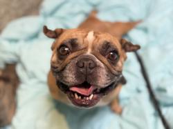 Shelter Stray Male Dog last seen , 3201 Lacy St, Los Angeles, CA 90031, USA