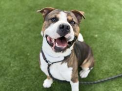 Shelter Stray Male Dog last seen , 3201 Lacy St, Los Angeles, CA 90031, USA