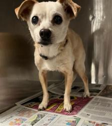 Shelter Stray Female Dog last seen , 14409 Vanowen St, Van Nuys, CA 91405, USA