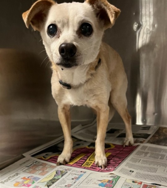 Shelter Stray Female Dog last seen , 14409 Vanowen St, Van Nuys, CA 91405, USA