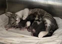 Shelter Stray Female Cat last seen , 3201 Lacy St, Los Angeles, CA 90031, USA