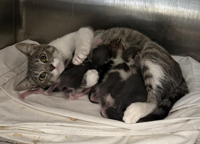 Shelter Stray Female Cat last seen , 3201 Lacy St, Los Angeles, CA 90031, USA