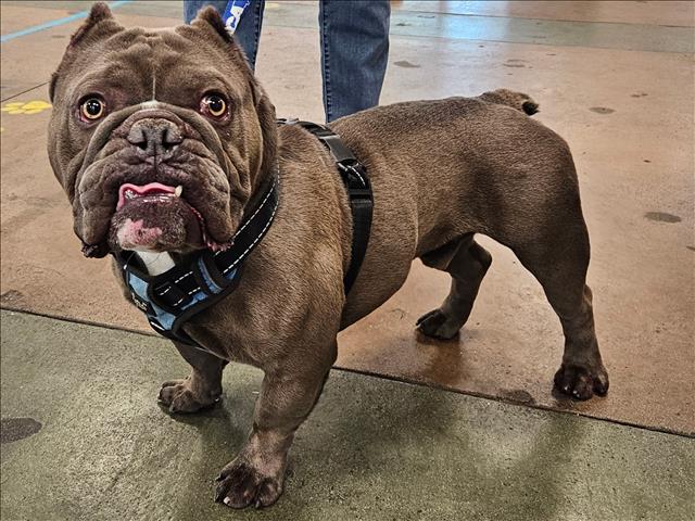 Shelter Stray Male Dog last seen , 14409 Vanowen St, Van Nuys, CA 91405, USA