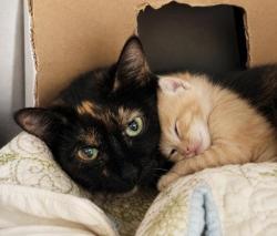 Shelter Stray Female Cat last seen , 3201 Lacy St, Los Angeles, CA 90031, USA